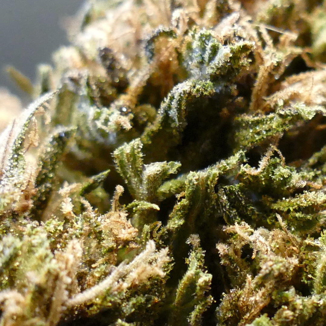 Fleurs de CBD Abacus 2.0