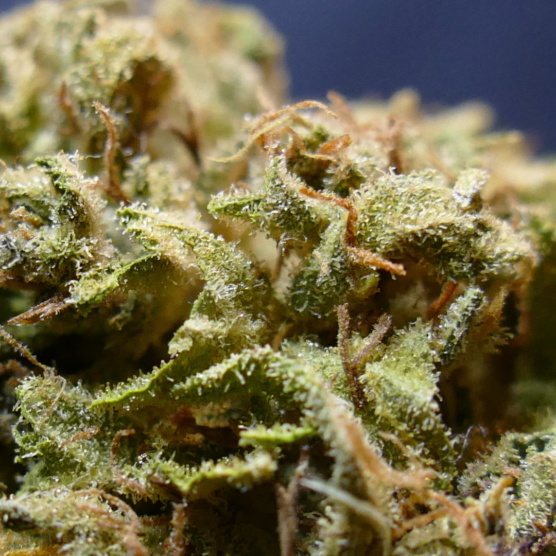 Fleurs CBD Sour Hawaïn Hase