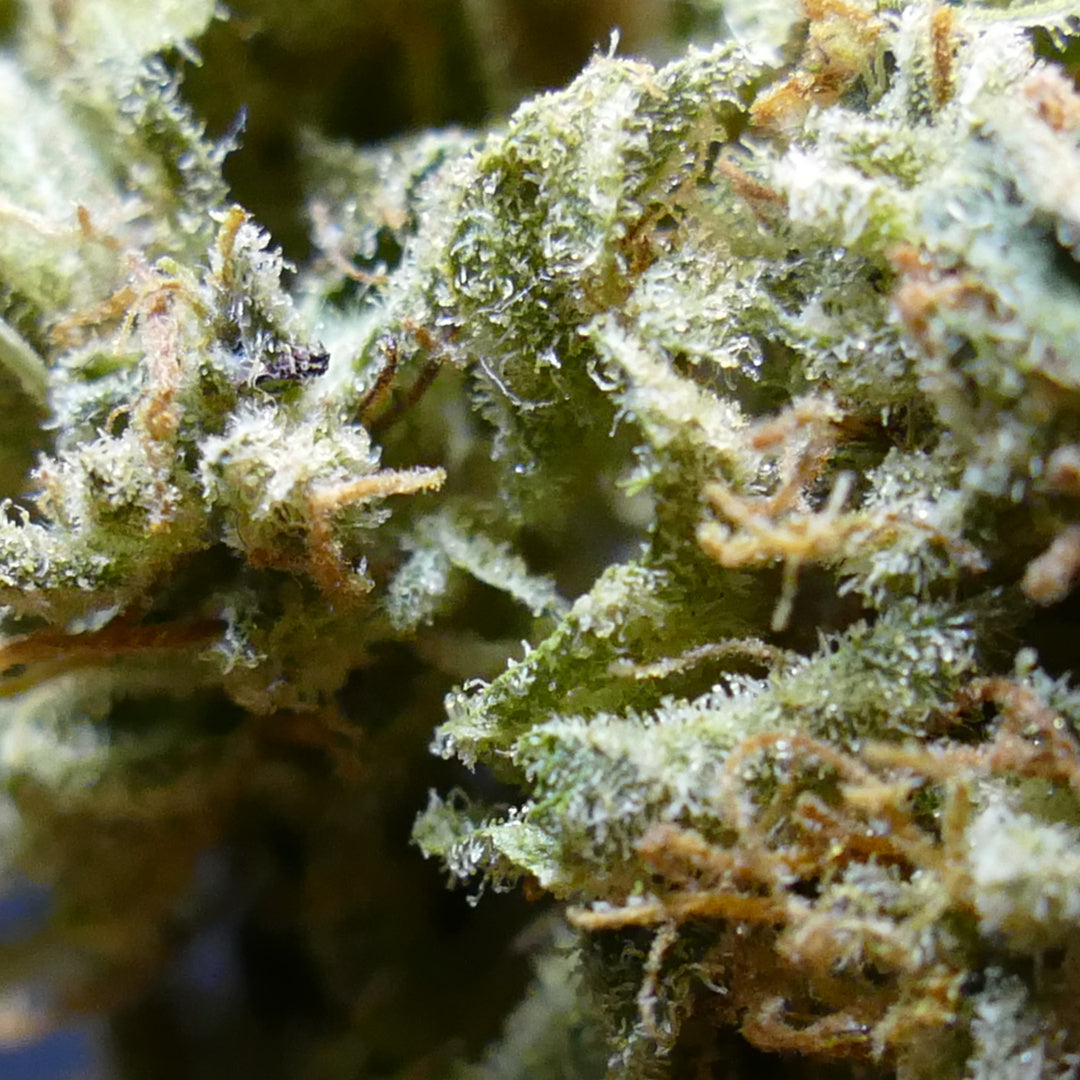 Fleurs de CBD Sour RNA