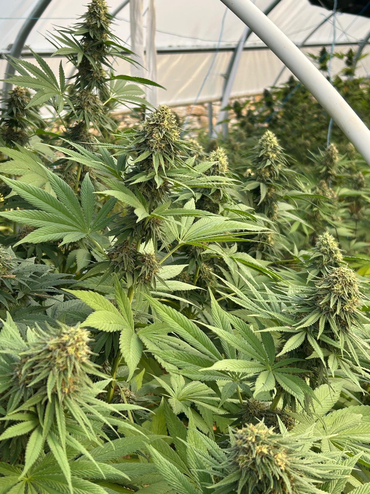 Payton's Strawberry LIGHT DEP