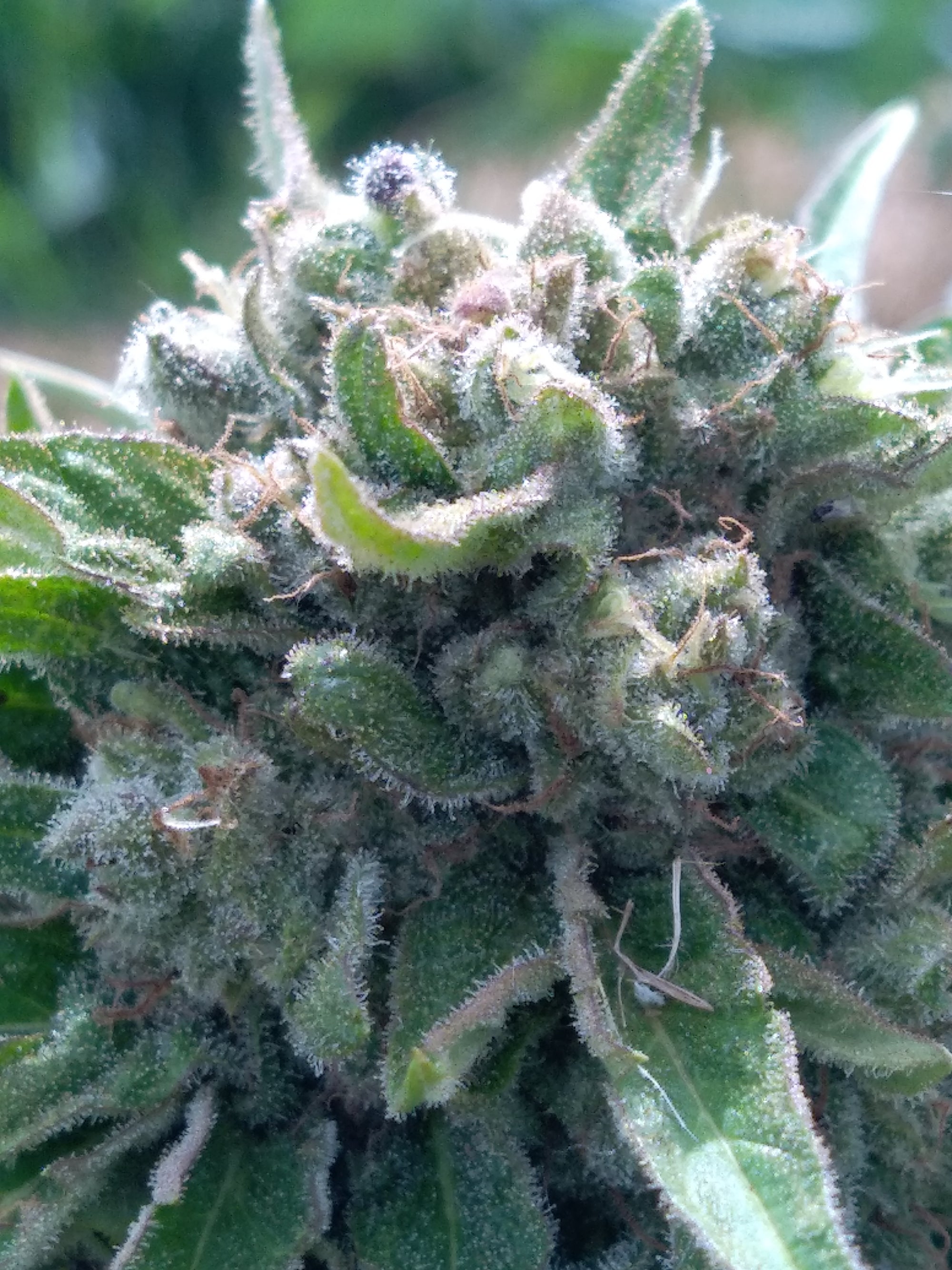 Sour RNA OUTDOOR