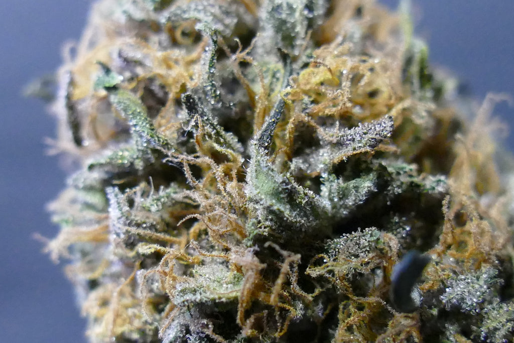 Sweet Tarte GREENHOUSE