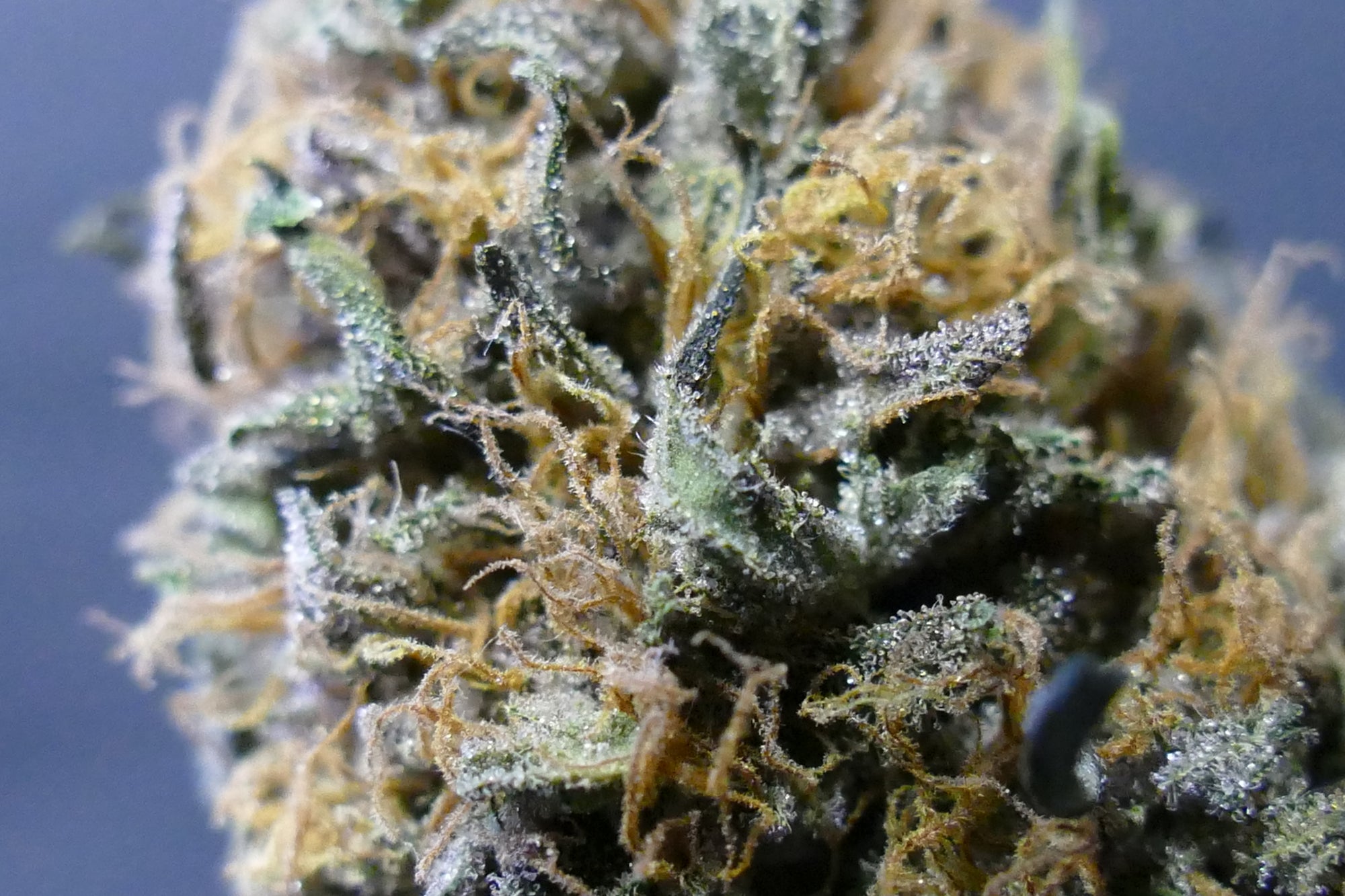 Sweet Tarte GREENHOUSE