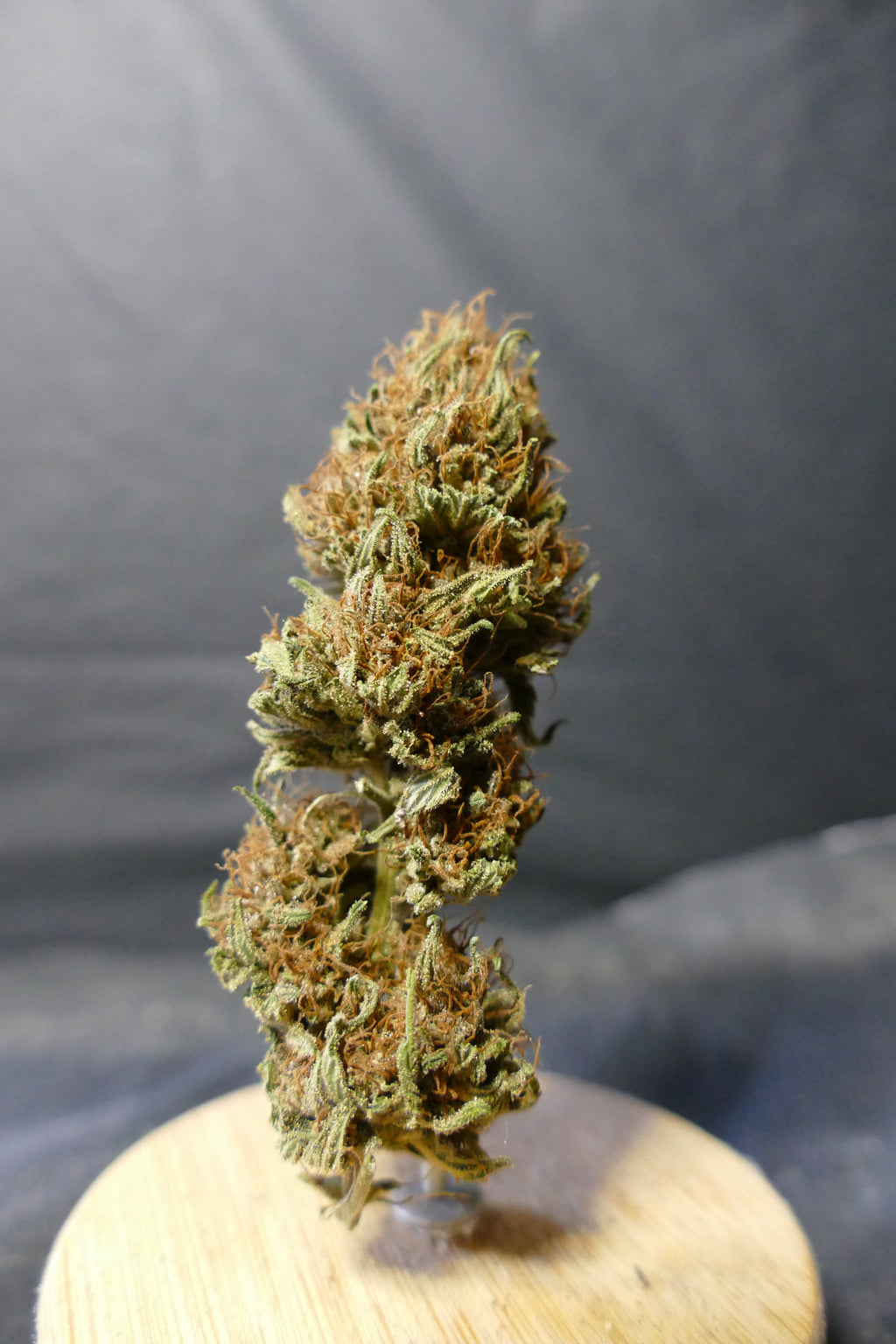 Pineapple Sauvage GREENHOUSE