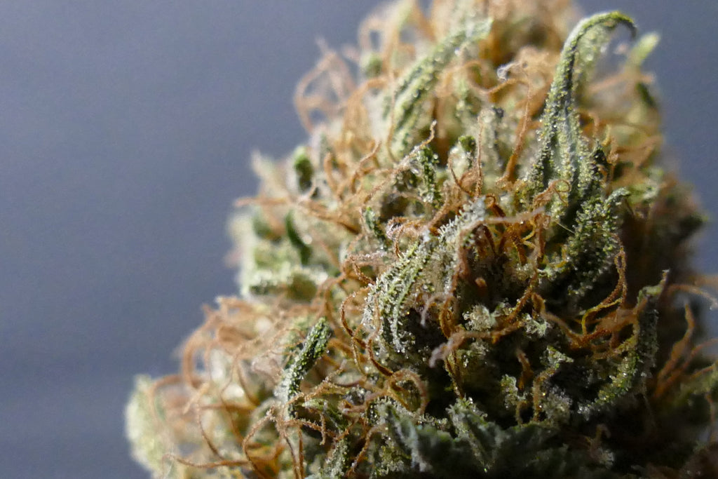 Pineapple Sauvage GREENHOUSE