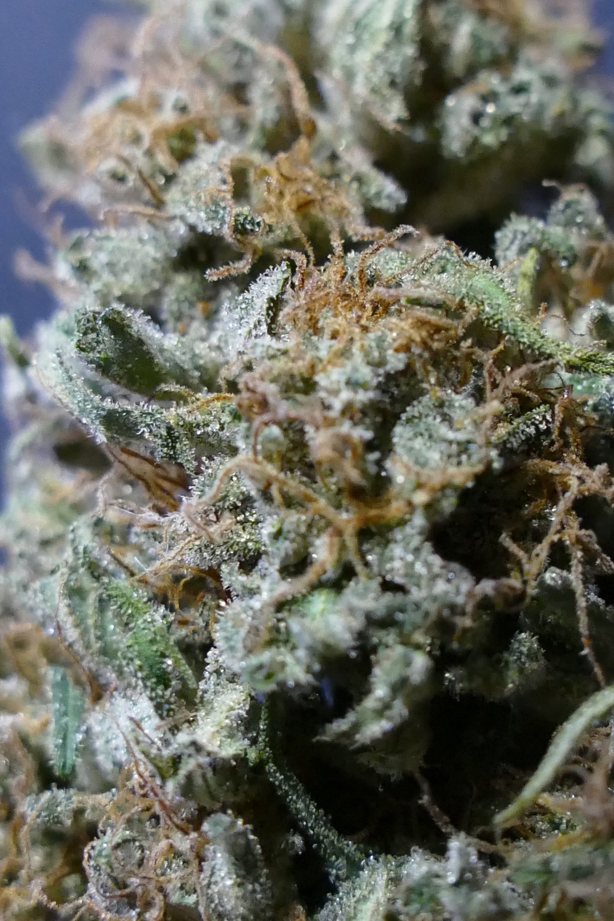 Strawnana OG GREENHOUSE