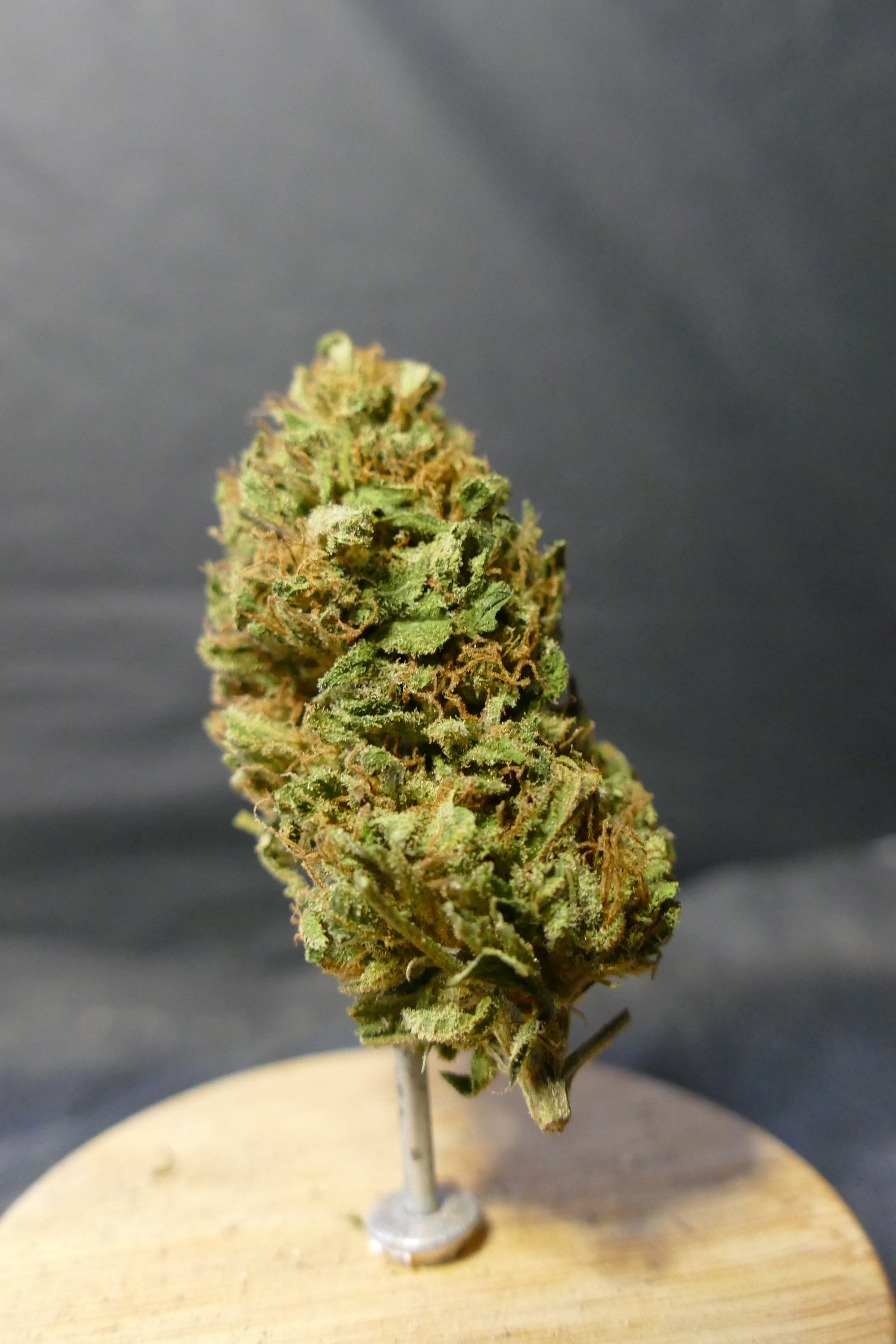 Double Orange OUTDOOR