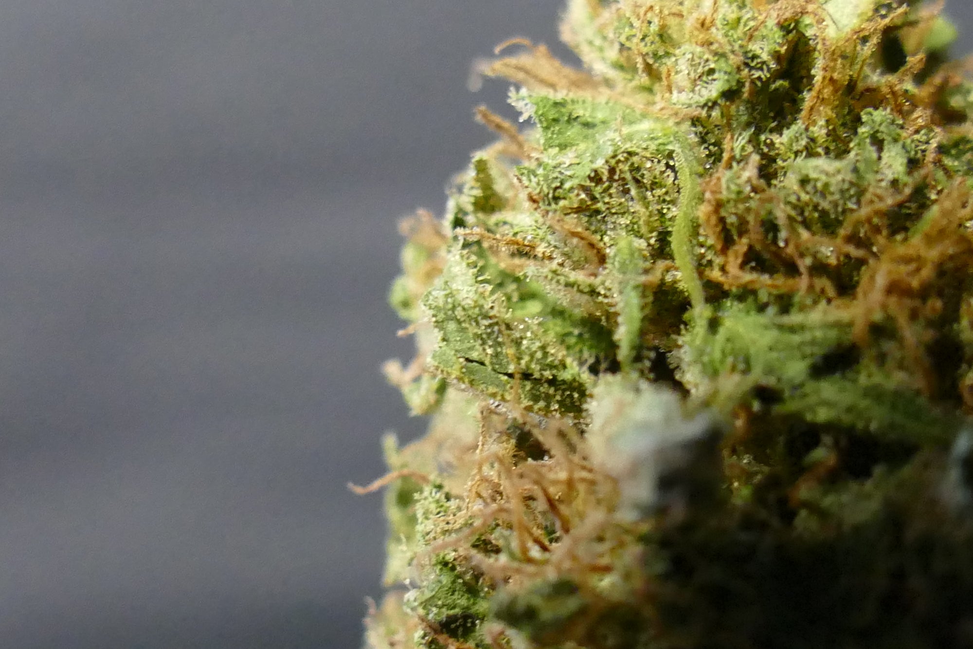 Double Orange OUTDOOR