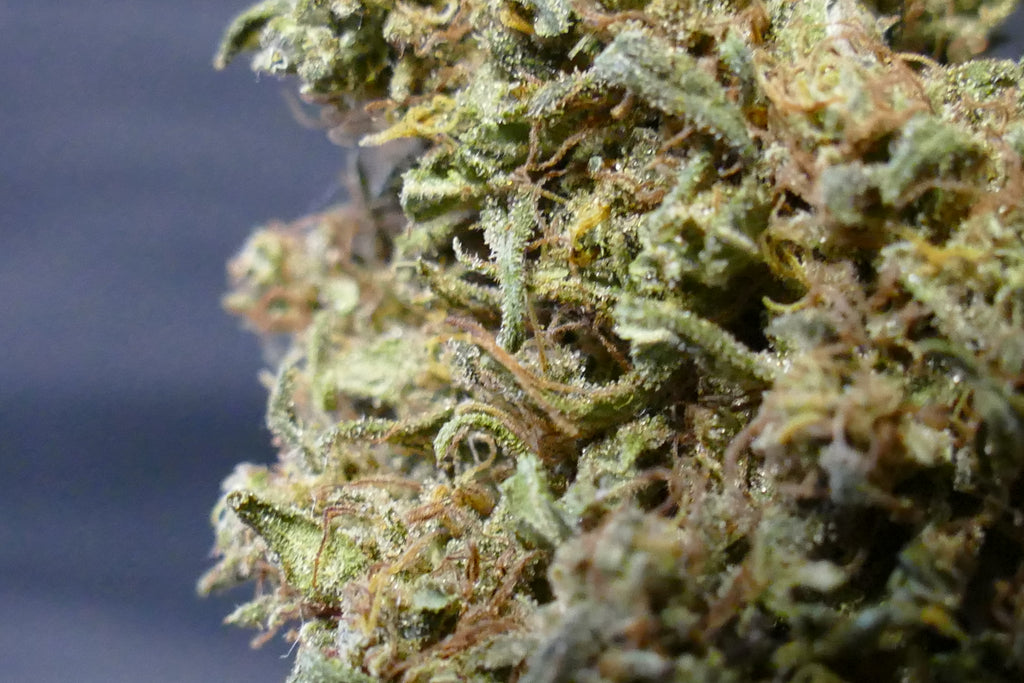 Sapphire Kush LIGHT DEP