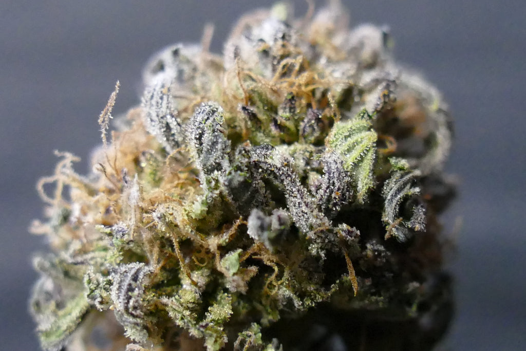 Chèvre Galette GREENHOUSE