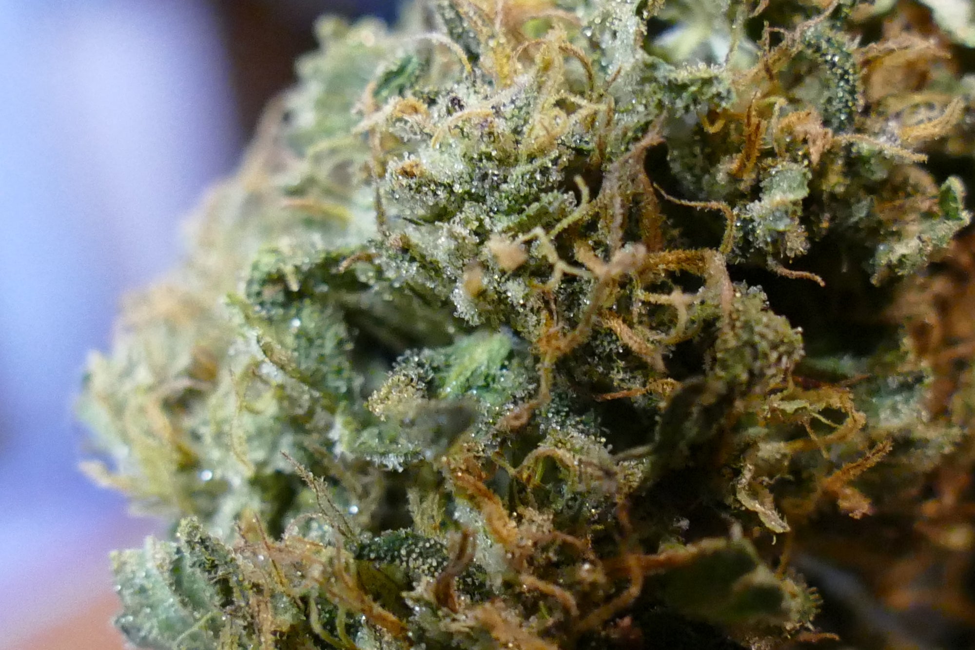 The Tiger King OUTDOOR