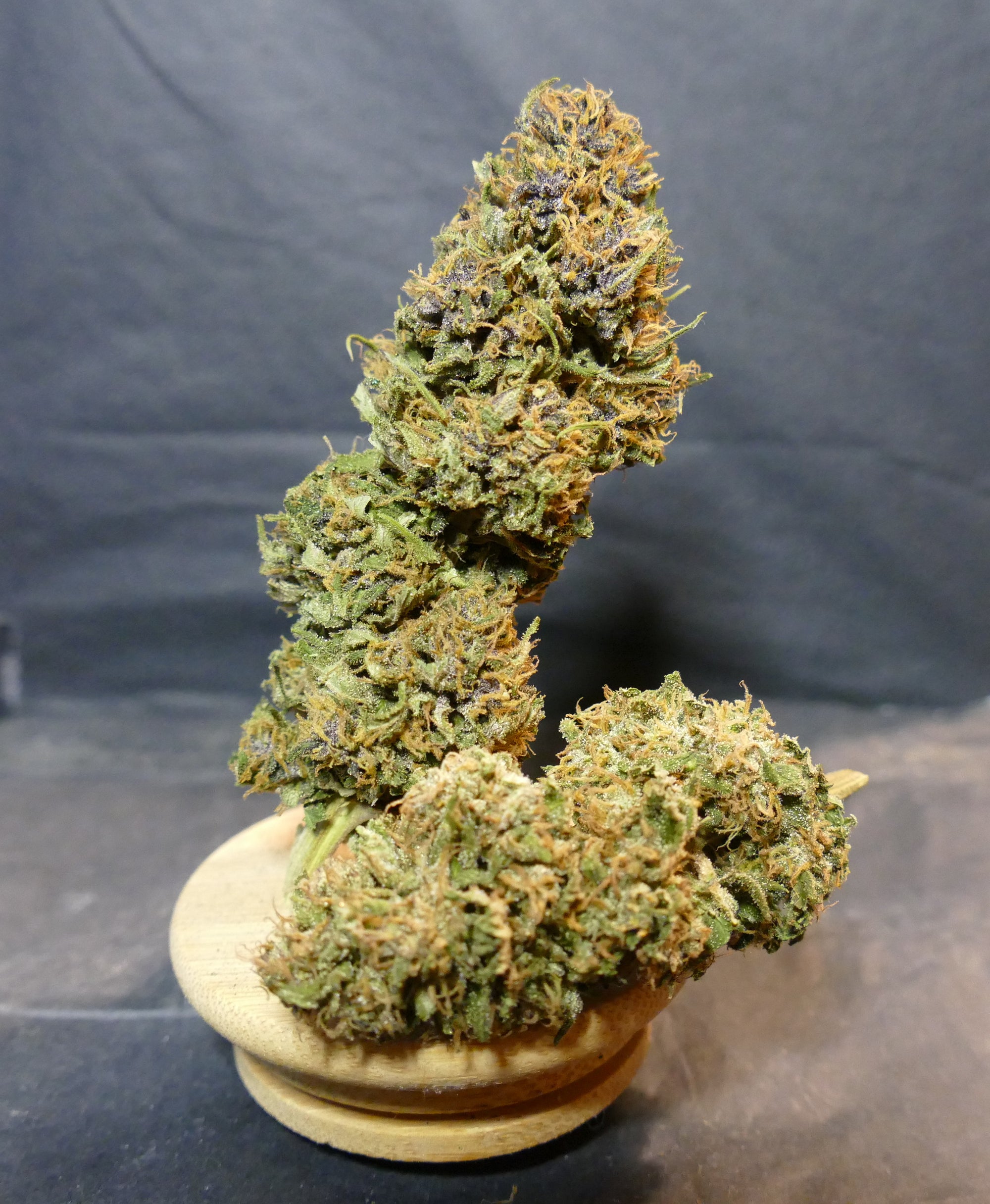 The Tiger King OUTDOOR