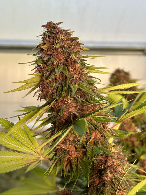 Legendary Platinum O.G. Diesel Edition LIGHT DEP