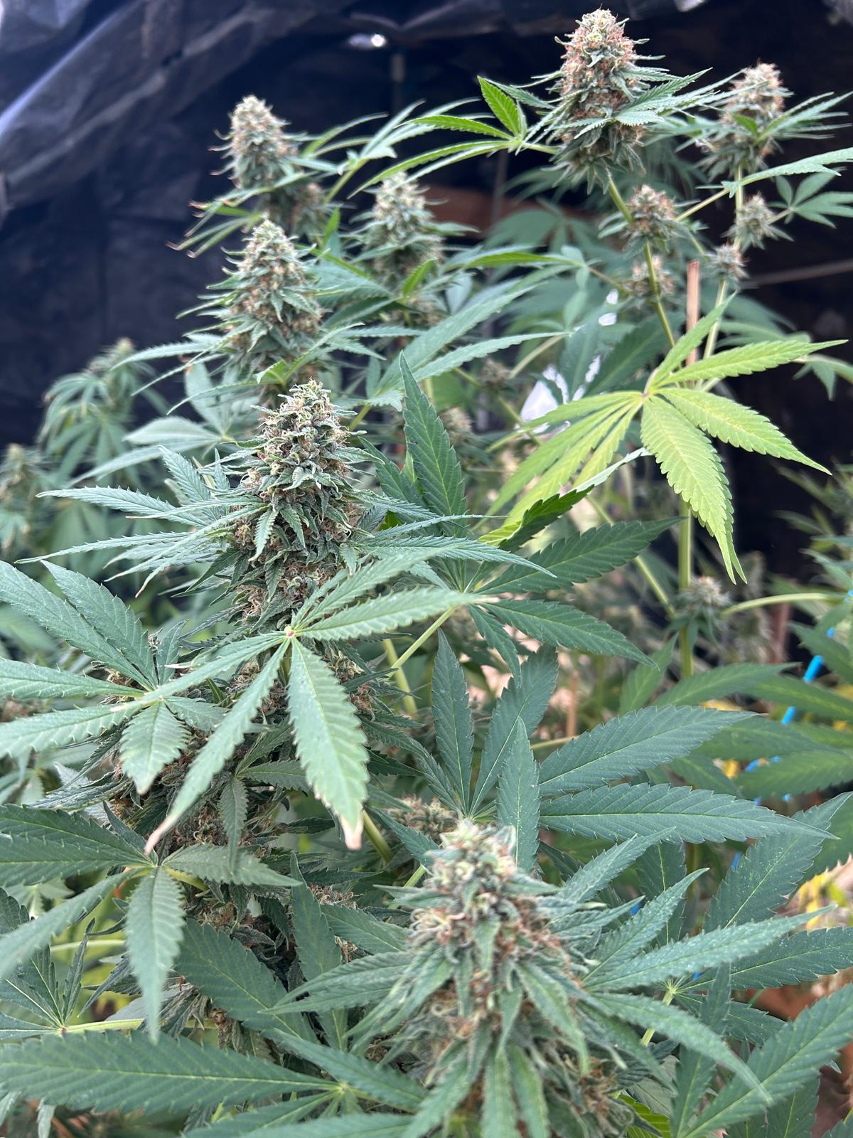 Skunk Jam LIGHT DEP