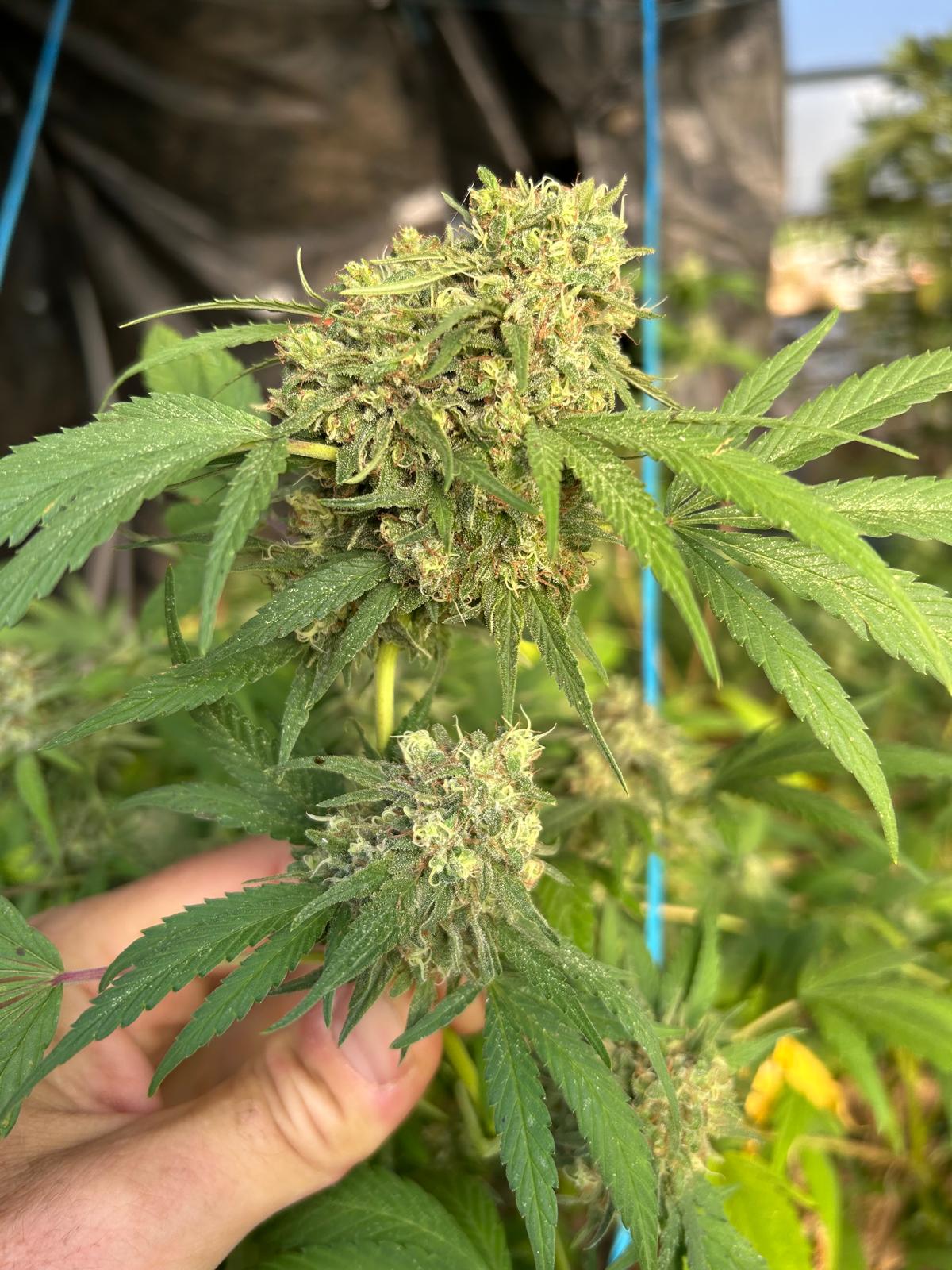 Sapphire Kush LIGHT DEP